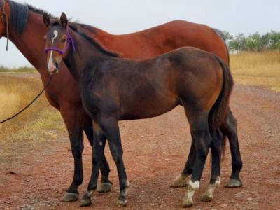 Top Gun Barnacle JW <BR>AQHA 6157594